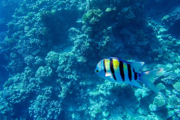 Arrecife de coral colorido y peces brillantes —  Fotos de Stock