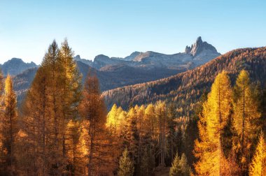 dağlarda güzel altın sonbahar. doğal arka plan. Yap