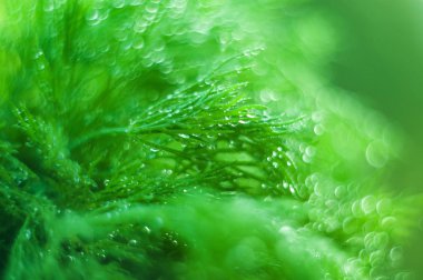 bea ile soyut (defokus, bulanık) doğal çim arka plan