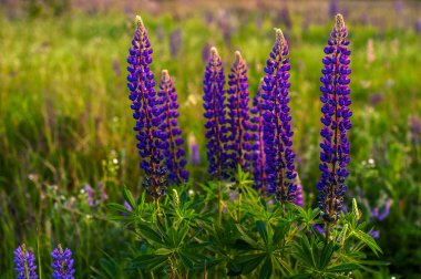 Güzel mavi ve mor lupinler kırsal alanda gündoğumunda (günbatımında). Doğal çiçek arkaplanı