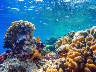 Renkli mercan resifleri ve parlak balıklar