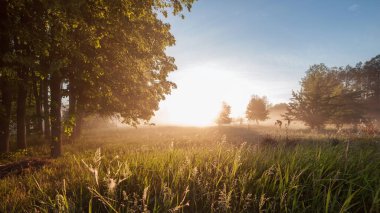 güzel doğal (yaz) arka plan. güneş ışınları throu geçmek