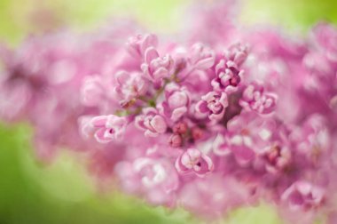 Yakın plan leylak çiçeği. Yumuşak odaklı resim ve metin için boşluk. Doğal kıvrım yaz arkaplanı.