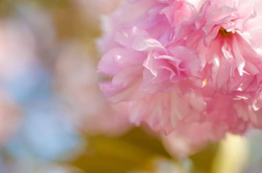 güzel closeup sakura çiçekler. doğal arka plan. yumuşak odak resimle