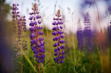 gün doğumunda kırsal alanda güzel mavi ve mor lupines (s