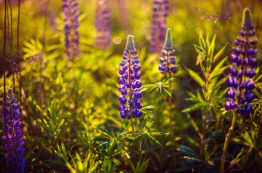 gün doğumunda kırsal alanda güzel mavi ve mor lupines (s