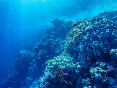 Renkli mercan resifleri ve parlak balıklar