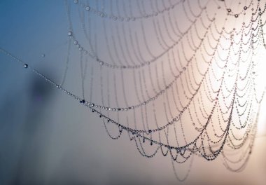 gün batımında örümcek ağı üzerinde çiy closeup damla (gün doğumu). Pictu