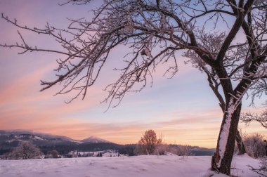 gün batımında karlı manzara çıplak ağaç
