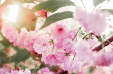 güzel closeup sakura çiçekler. doğal arka plan. yumuşak odak resimle