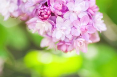 yakın çekim ultraviyole çiçek. çiçek bahar arka plan. resim wi