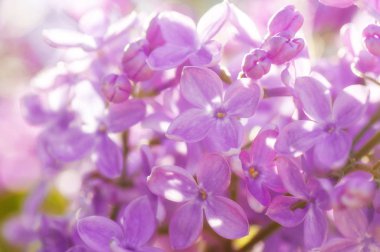 yakın çekim ultraviyole çiçek. çiçek bahar arka plan. resim wi