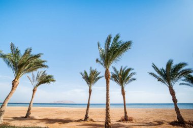 Okyanus sahili, ufukta palmiyeler... 