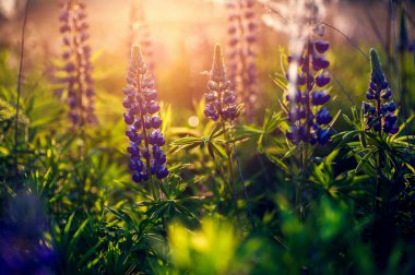 gün doğumunda kırsal alanda güzel mavi ve mor lupines (s
