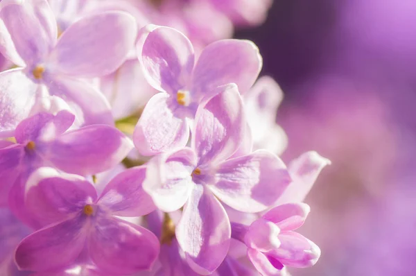 Close-up ultraviolet bloem. Floral voorjaar achtergrond. Picture Wi — Stockfoto