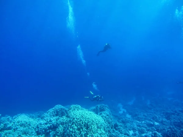 Groupe de plongeurs nageant sous l'eau. concept d'été — Photo