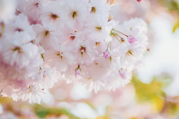 Hermosas Flores Primer Plano Sakura Fondo Natural Imagen Con Enfoque — Foto de Stock