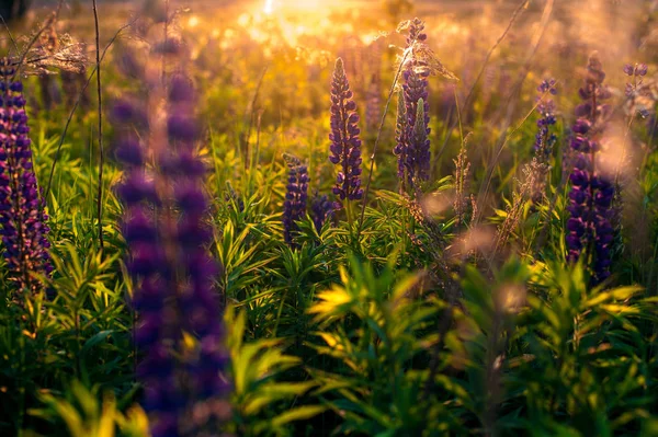 Belos tremoços azuis e violetas no campo rural ao nascer do sol (s) — Fotografia de Stock