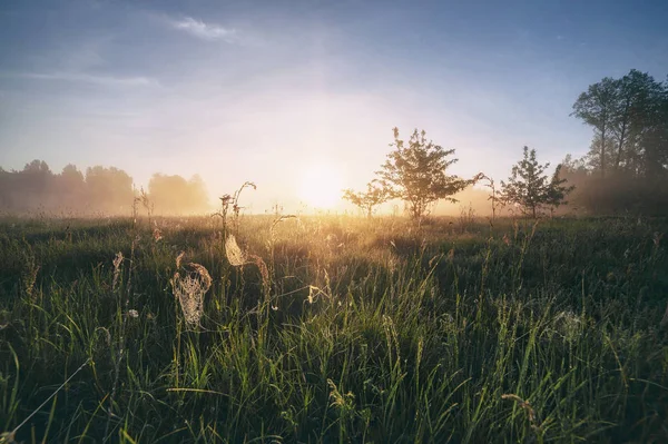 Prachtige natuurlijke (zomer) achtergrond. de zonnestralen passeren door — Stockfoto