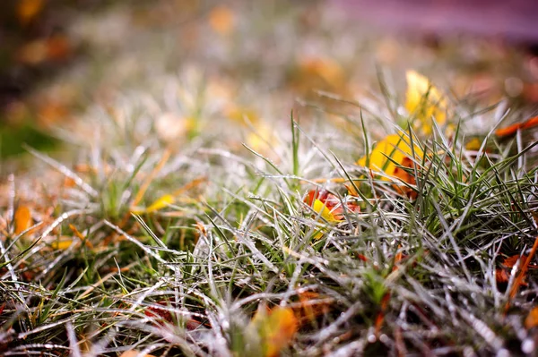 Morgon frost på grönt gräs och färgglada löv på gräsmattan. Natura — Stockfoto