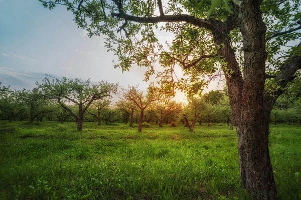 Jardín Manzanas Atardecer Amanecer Natiral Verano Primavera Fondo — Foto de Stock