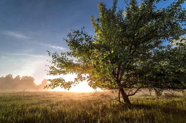 Prachtige natuurlijke (zomer) achtergrond. de zonnestralen passeren door — Stockfoto