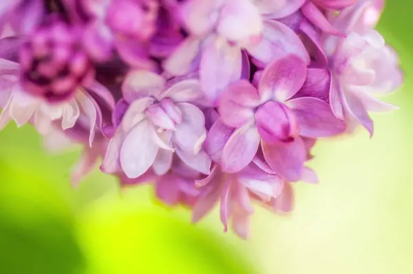 Κοντινά πλάνα υπεριώδες λουλούδι. Floral ελατήριο φόντο. εικόνα Wi — Φωτογραφία Αρχείου