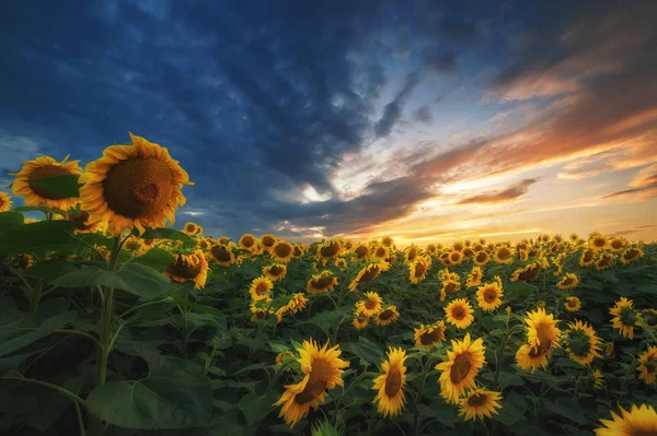 Sommerlandschaft Sonnenblumenfeld Bei Sonnenuntergang — Stockfoto