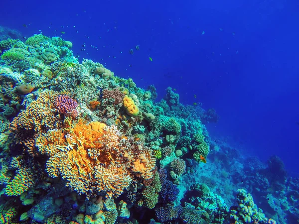Recifes de corais coloridos e peixes brilhantes — Fotografia de Stock
