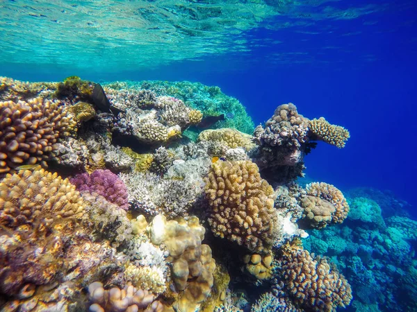 Coloridos corales y peces exóticos en el fondo del mar rojo . — Foto de Stock