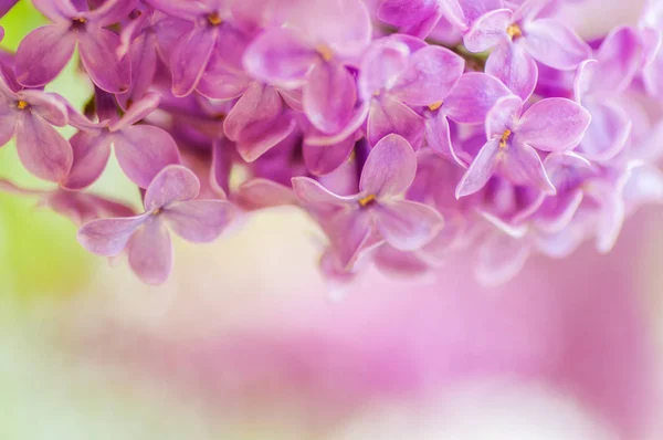 Close-up ultraviolet bloem. Floral voorjaar achtergrond. Picture Wi — Stockfoto