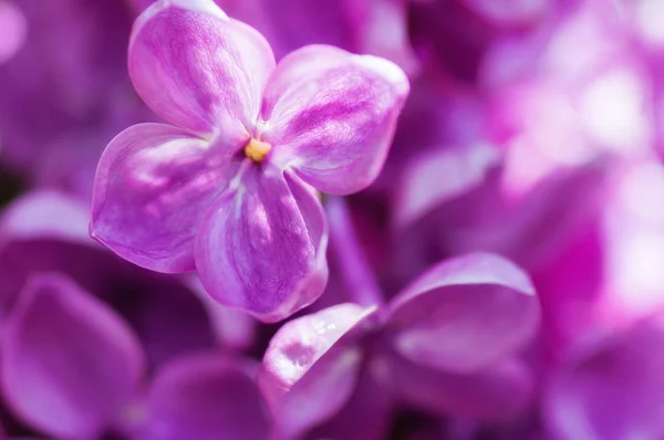 Primo piano fiore ultravioletto. sfondo floreale primavera. immagine wi — Foto Stock