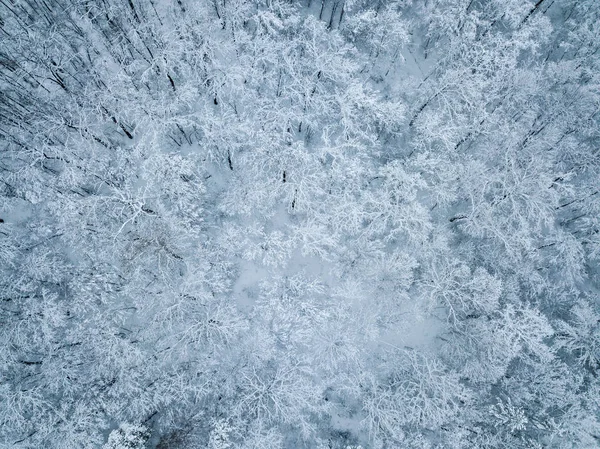 Vue aérienne de la forêt Christmass à feuilles persistantes d'en haut. drone — Photo