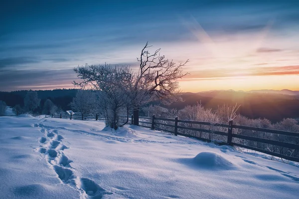 Γυμνά Δέντρα Χιονισμένο Τοπίο Στο Ηλιοβασίλεμα — Φωτογραφία Αρχείου