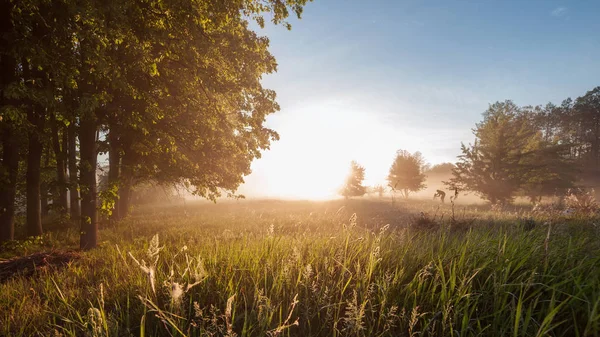 Bellissimo sfondo naturale (estate). i raggi del sole passano attraverso — Foto Stock