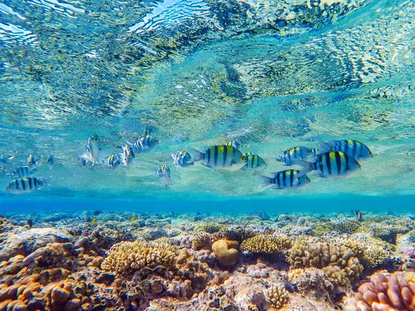 Recifes de corais coloridos e peixes brilhantes — Fotografia de Stock