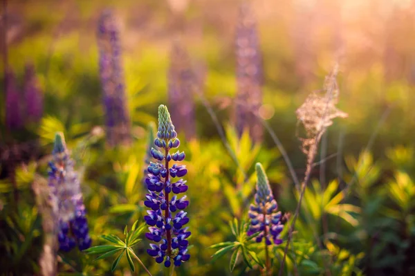 Beaux lupins bleus et violets dans le champ rural au lever du soleil (s — Photo