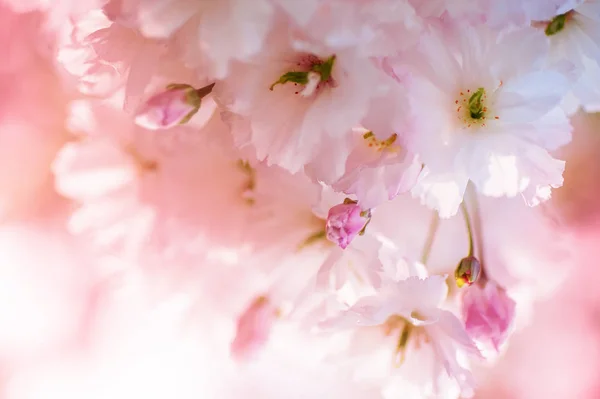 美しいクローズ アップ桜の花 自然な背景 ソフト フォーカス画像 — ストック写真