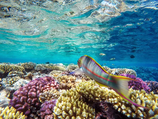 Coraux colorés et poissons exotiques au fond de la mer rouge . — Photo