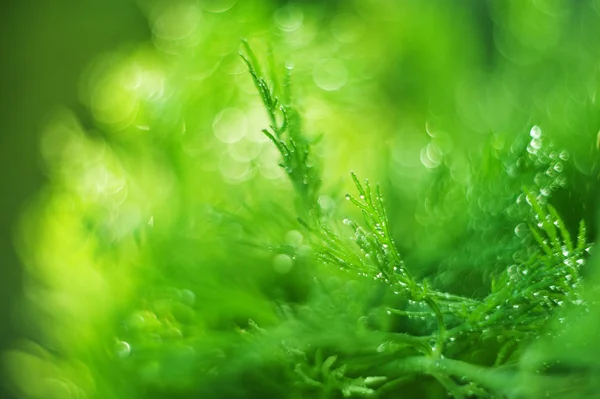 Abstracto (desenfocado, borroso) fondo de hierba natural con bea — Foto de Stock