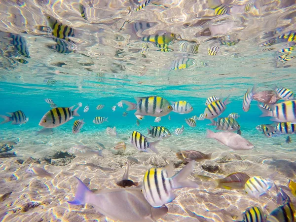 Barriera Corallina Colorata Pesci Brillanti — Foto Stock