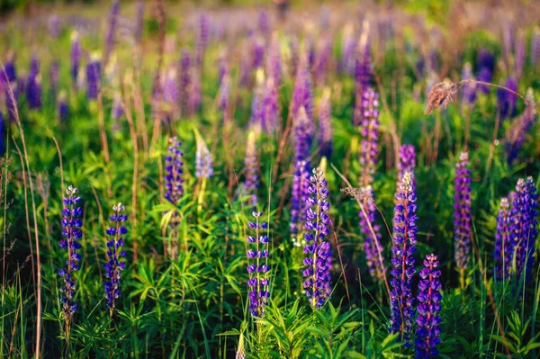 日の出時の農村の美しい青と紫のルピナス(s — ストック写真