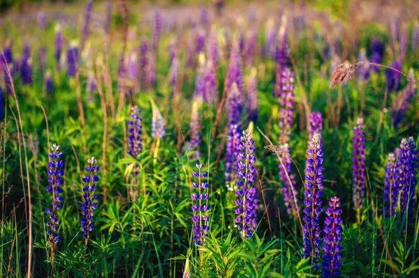 Mooie blauwe en Violet lupine in landelijk gebied bij zonsopgang (s — Stockfoto