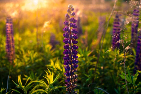 Belos tremoços azuis e violetas no campo rural ao nascer do sol (s) — Fotografia de Stock