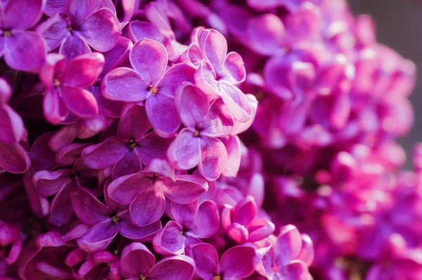 Primo piano fiore ultravioletto. sfondo floreale primavera. immagine wi — Foto Stock