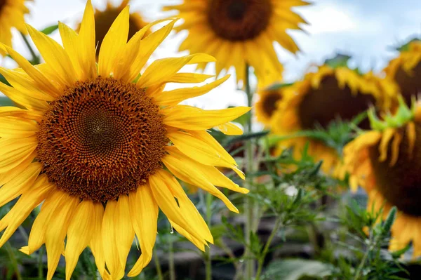 Natuurlijke zomer achtergrond. Close-up zonnebloem — Stockfoto