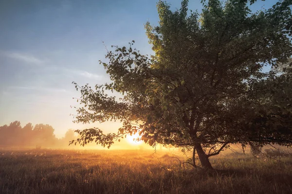 Beautiful natural (summer) background. the sun's rays pass throu — Stock Photo, Image