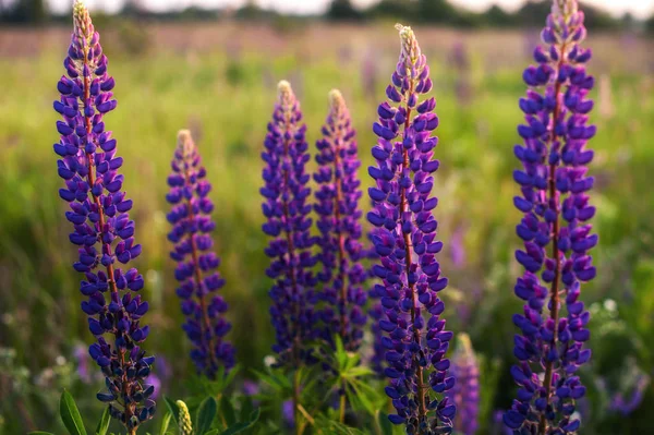 Belos Tremoços Azuis Violetas Campo Rural Nascer Sol Pôr Sol — Fotografia de Stock