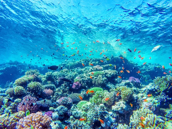 Renkli mercan resifleri ve parlak balıklar — Stok fotoğraf