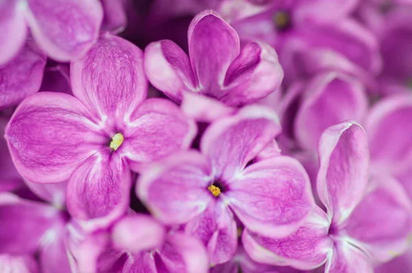 Primo piano fiore ultravioletto. sfondo floreale primavera. immagine wi — Foto Stock